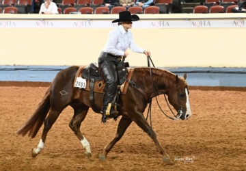 Quarter Horse News Competition Horse Red
